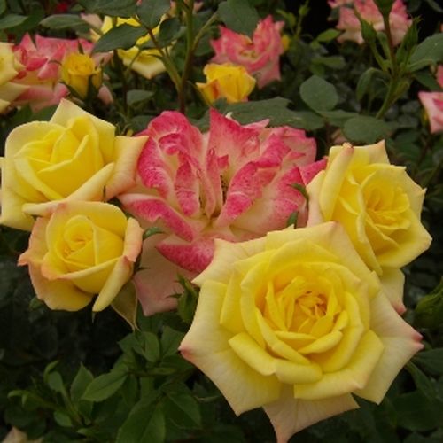 Rosen Shop - zwergrosen - gelb - Rosa Mandarin® - diskret duftend - W. Kordes & Sons - Gruppenweise angelegte, verschiedene Farben und Blütenphasen,von gelb bis orange-rosa, blüht üppig, ist als Randdekoration geeignet.